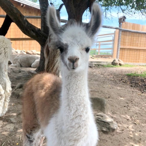 Serendipity Farm Alpacas &amp; Llamas