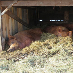 Maplelane Farm